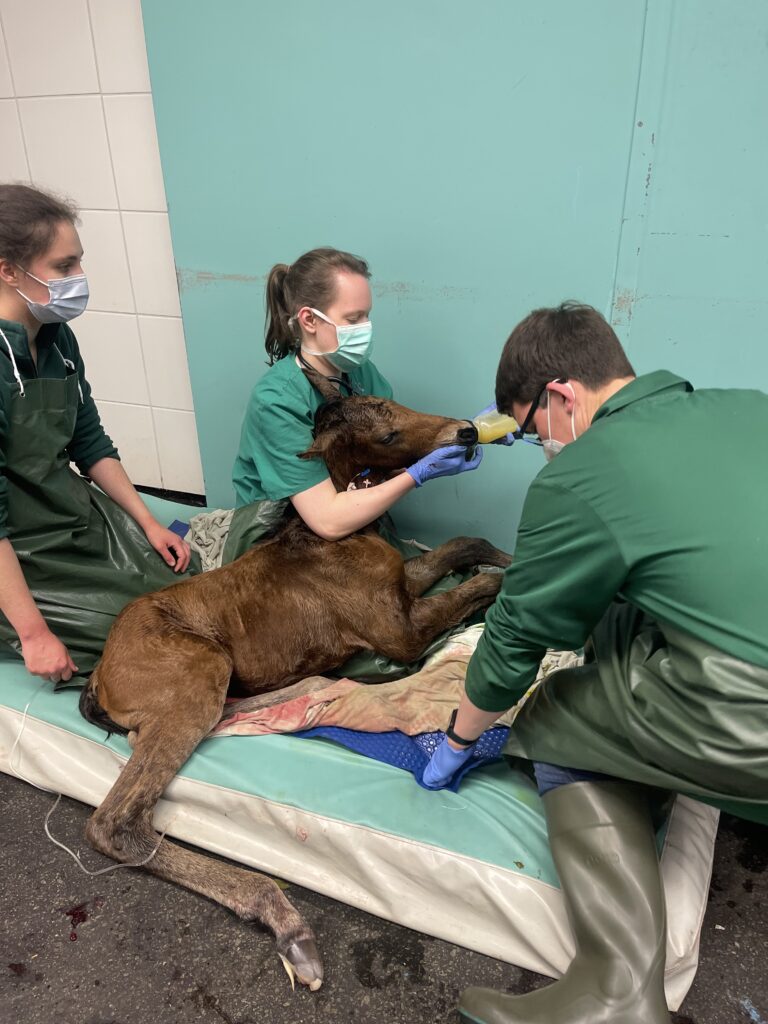 Schwergeburt mit Happy-End