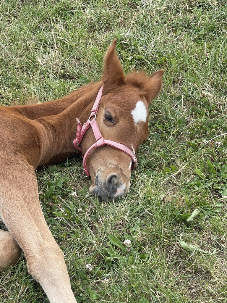 Fohlen schläft
