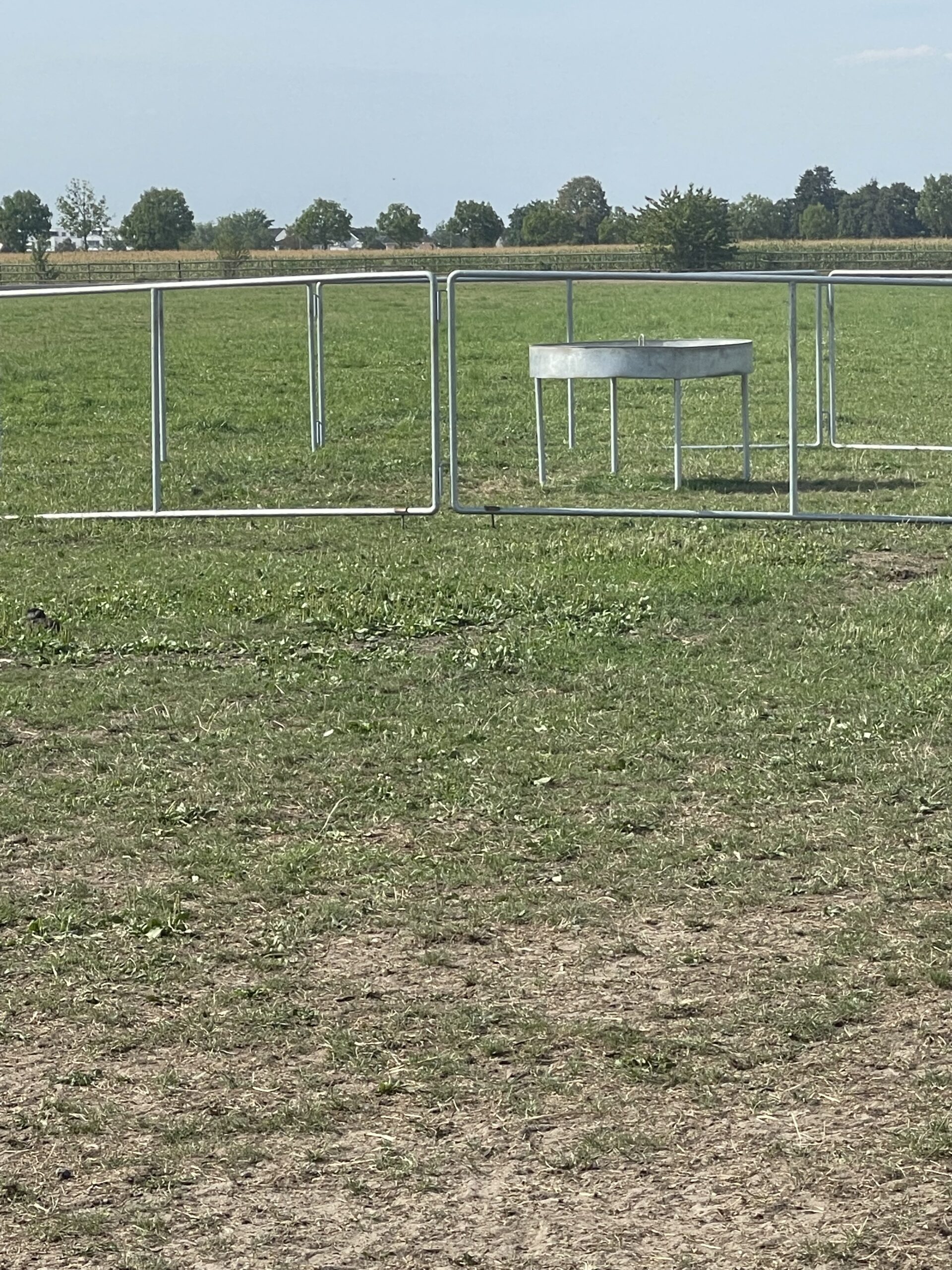 Fressgitter falsch aufgestellt