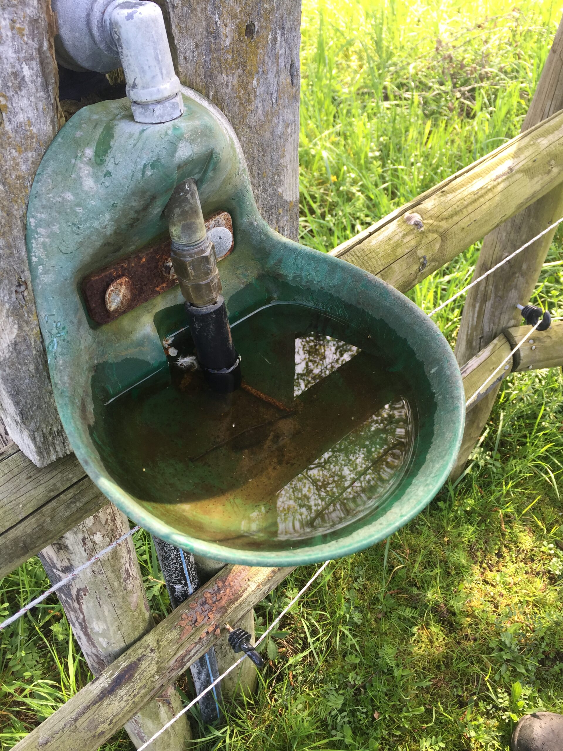 Nippeltränke nach dem Winter